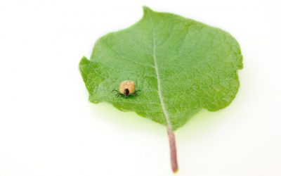 Myth vs. Fact: The Truth about Ticks
